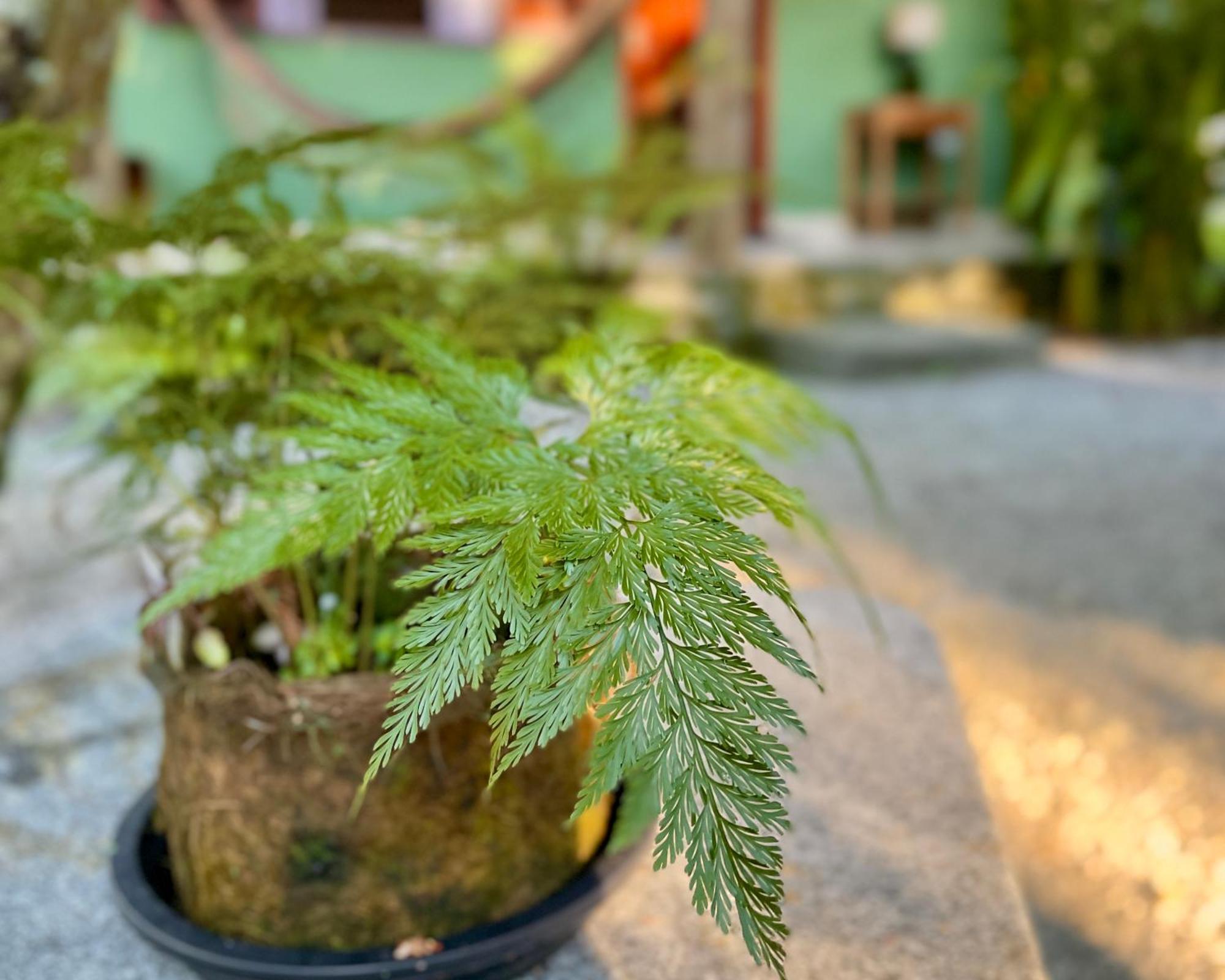 パラチ Casa Parkヴィラ エクステリア 写真